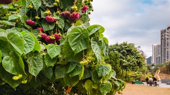 The flower clusters of the ornamental <i>Dombeya wallichii</i> (Scarlet Dombeya) is made up of dozens of individual flowers hanging down like a ball, adding spectacular splashes of colour to this area of the park.